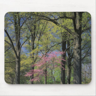 Alfombrilla De Ratón EE.UU., Kentucky, Louisville. Redbud oriental