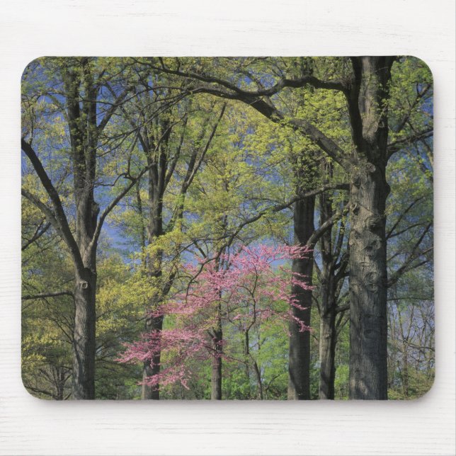 Alfombrilla De Ratón EE.UU., Kentucky, Louisville. Redbud oriental (Frente)