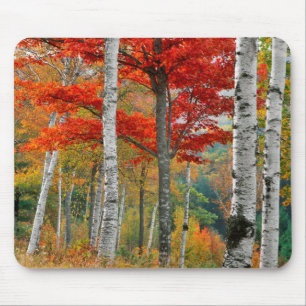 Alfombrilla De Ratón EE. UU., Maine, lago Wyman. Bosque de abedules
