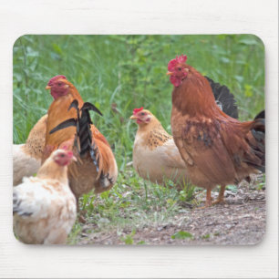 Alfombrilla De Ratón EE. UU., Nebraska. Gallinas