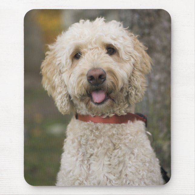 Alfombrilla De Ratón EE.UU., Nueva Inglaterra, Massachusetts, Lectura, (Frente)