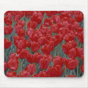 Alfombrilla De Ratón EE. UU., Ohio, Cincinnati. Lecho de tulipanes rojo
