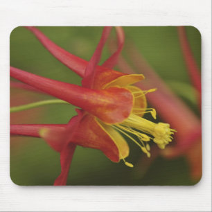 Alfombrilla De Ratón EE.UU., Oregón, Portland. Cierre de la columna