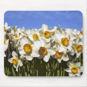 Alfombrilla De Ratón EE. UU., Oregón, Valle de Willamette. Los narcisos