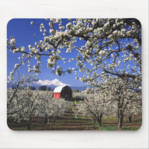 Alfombrilla De Ratón EE.UU., Oregón, Valle del río Hood, Orquídea Pe