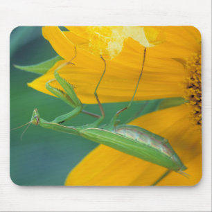 Alfombrilla De Ratón EE. UU., Pensilvania. Mantis religiosa hembra