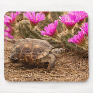 Alfombrilla De Ratón EE. UU., Texas, condado de Hidalgo. Tortuga