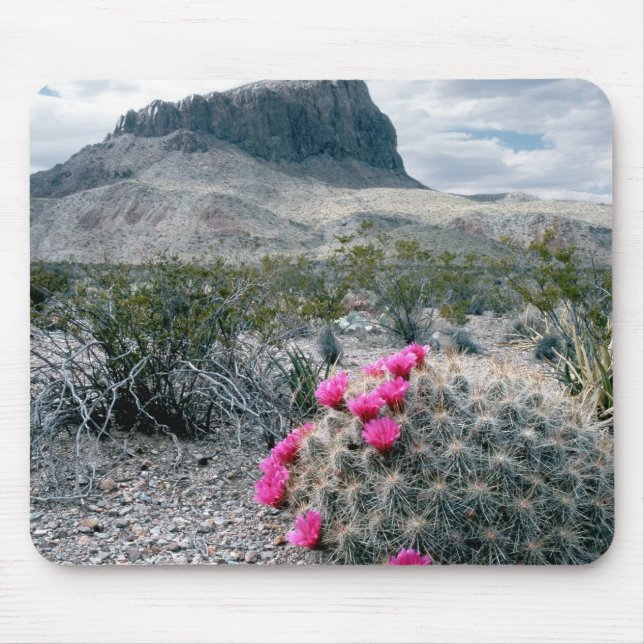 Alfombrilla De Ratón EE.UU., Texas, Parque Nacional Big Bend.Florecer (Frente)
