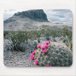 Alfombrilla De Ratón EE. UU., Texas, Parque Nacional Big Bend. Florecie