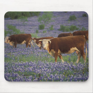 Alfombrilla De Ratón EE. UU., Texas, Texas Hill Country, Hereford