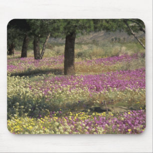 Alfombrilla De Ratón EE. UU., Texas, Verbena de arena y Primrose de ojo