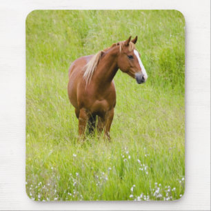 Alfombrilla De Ratón EE. UU., Washington, Caballo en Campo de Primavera