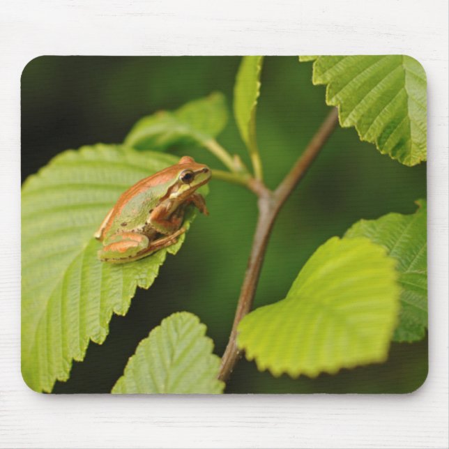 Alfombrilla De Ratón EE.UU., Washington, Seattle, Discovery Park (Frente)