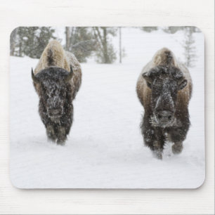 Alfombrilla De Ratón EE. UU., WY, Parque Nacional Yellowstone, Bisonte