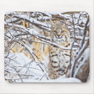 Alfombrilla De Ratón EE.UU., Wyoming, Bobcat