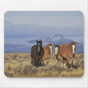 Alfombrilla De Ratón EE. UU., Wyoming, cerca del grupo de caballos de C