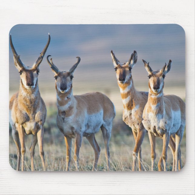 Alfombrilla De Ratón EE. UU., Wyoming, cuatro antílopes berrendos macho (Frente)