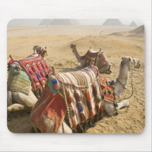 Alfombrilla De Ratón Egipto, El Cairo. Camellos descansando