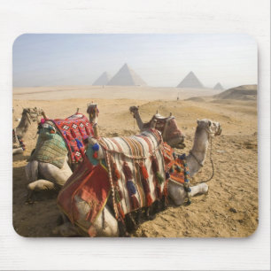 Alfombrilla De Ratón Egipto, El Cairo. Camellos descansando