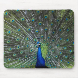 Alfombrilla De Ratón El apuntalar del pavo real