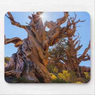 Alfombrilla De Ratón El árbol centinela