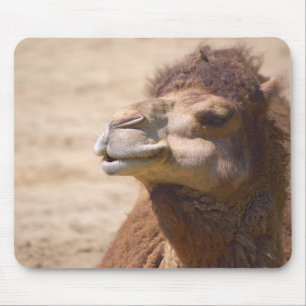 Alfombrilla De Ratón El camello dromedario - Mousepad