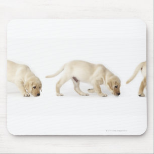 Alfombrilla De Ratón El caminar del perrito del labrador retriever