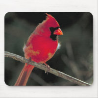 El cardenal rojo encaramado en una rama de árbol
