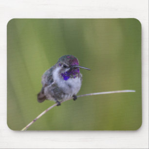 Alfombrilla De Ratón El colibrí de agosto a la luz