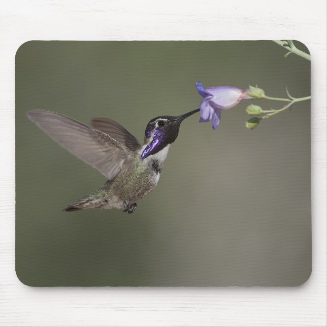 Alfombrilla De Ratón El colibrí Mousepad de la costa (Frente)