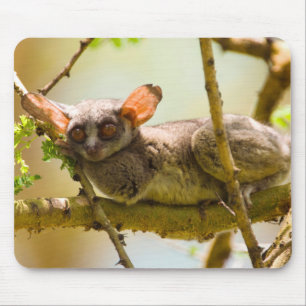 Alfombrilla De Ratón El gálago senegalés (Galago Senegalensis)