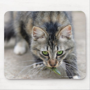 Alfombrilla De Ratón el gato cogió un lagarto