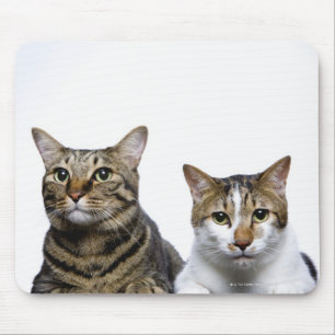 Alfombrilla De Ratón El gato japonés y el gato manx de fondo blanco