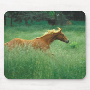 Alfombrilla De Ratón El joven Stallion corre por el prado