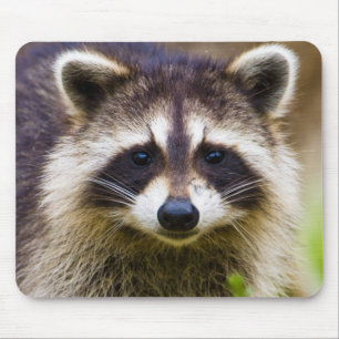 Alfombrilla De Ratón El mapache, Procyon lotor