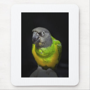 Alfombrilla De Ratón El mirar fijamente Teecoo del loro de Senegal