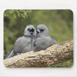 Alfombrilla De Ratón El negro hizo frente a Woodswallow, cinereus del