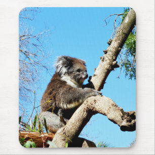 Alfombrilla De Ratón El Oso Australiano De Koala En El Viejo Árbol De P