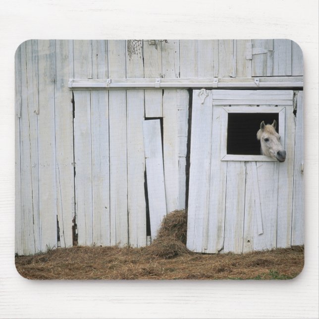 Alfombrilla De Ratón El pegarse del caballo dirige hacia fuera la (Frente)