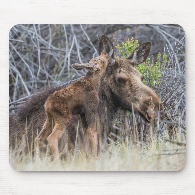 Alfombrilla De Ratón El recién nacido Moose Calf Nuzzing su madre (Frente)