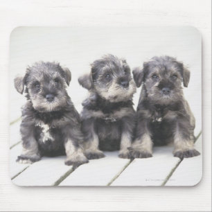 Alfombrilla De Ratón El Schnauzer en miniatura es una raza de perros pe