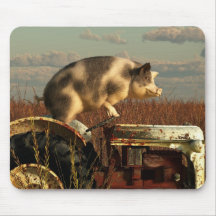 El sueño de un cerdo