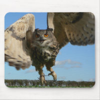 El Swooping del búho de Eagle