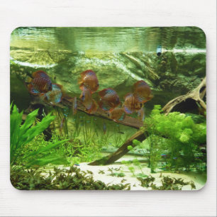 Alfombrilla De Ratón El tanque de Symphysodon con los pescados de