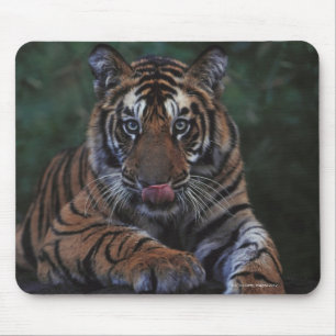 Alfombrilla De Ratón El tigre Cub descansa en roca