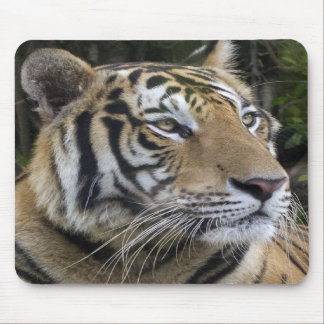 Alfombrilla De Ratón El tigre pensativo para arriba cierra Mousepad