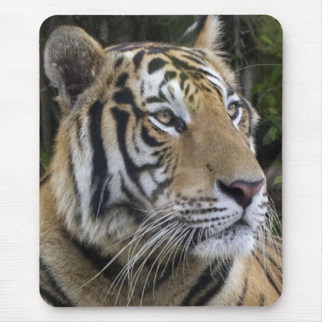 Alfombrilla De Ratón El tigre pensativo para arriba cierra Mousepad (Frente)