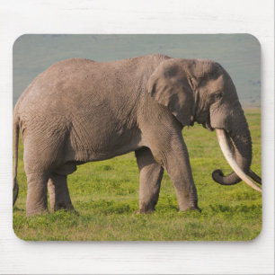 Alfombrilla De Ratón Elefante africano, Área de conservación de Ngorong