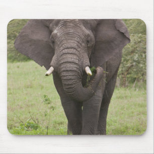Alfombrilla De Ratón Elefante de Tanzania África en el cráter de Ngoron