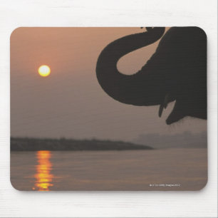 Alfombrilla De Ratón Elefante, Parque Nacional de Chitwan, Nepal